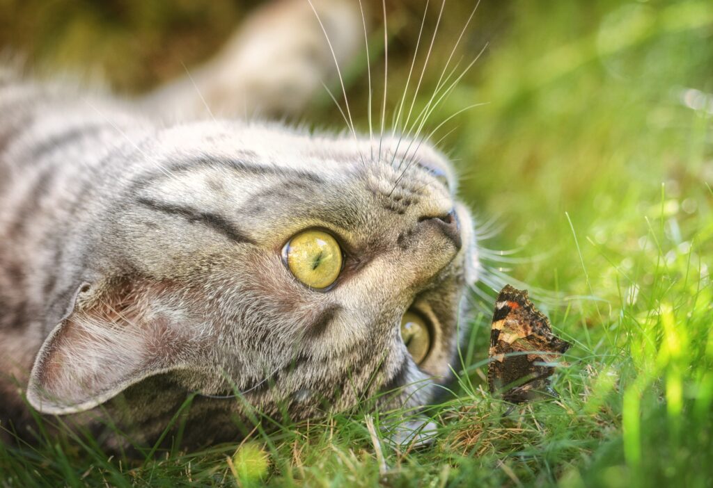 Cat laying in the grass gazing at a butterfly.