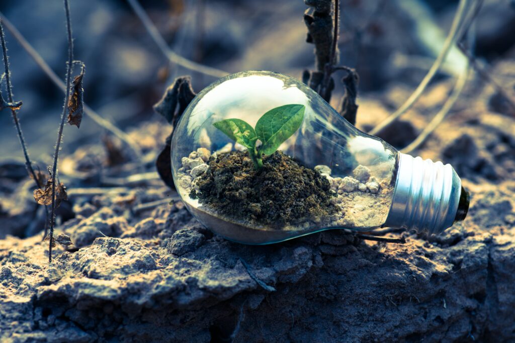 clear-light-bulb-planter-on-gray-rock